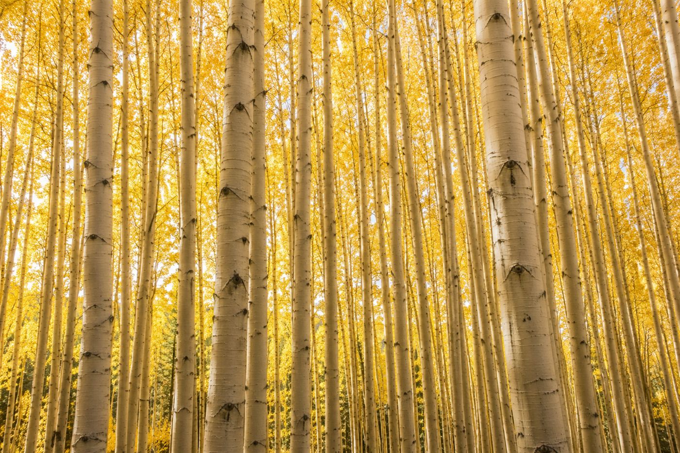 Rows of near-identical white aspen trunks standing close together in a dense grove with golden light filtering through