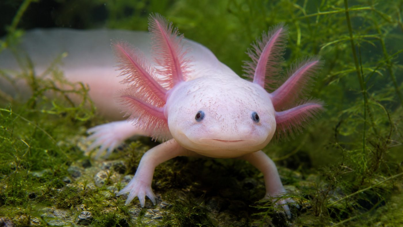 A close view of a single pale pink axolotl with feathery external gills and a smiling face, resting underwater among green plants in clear water