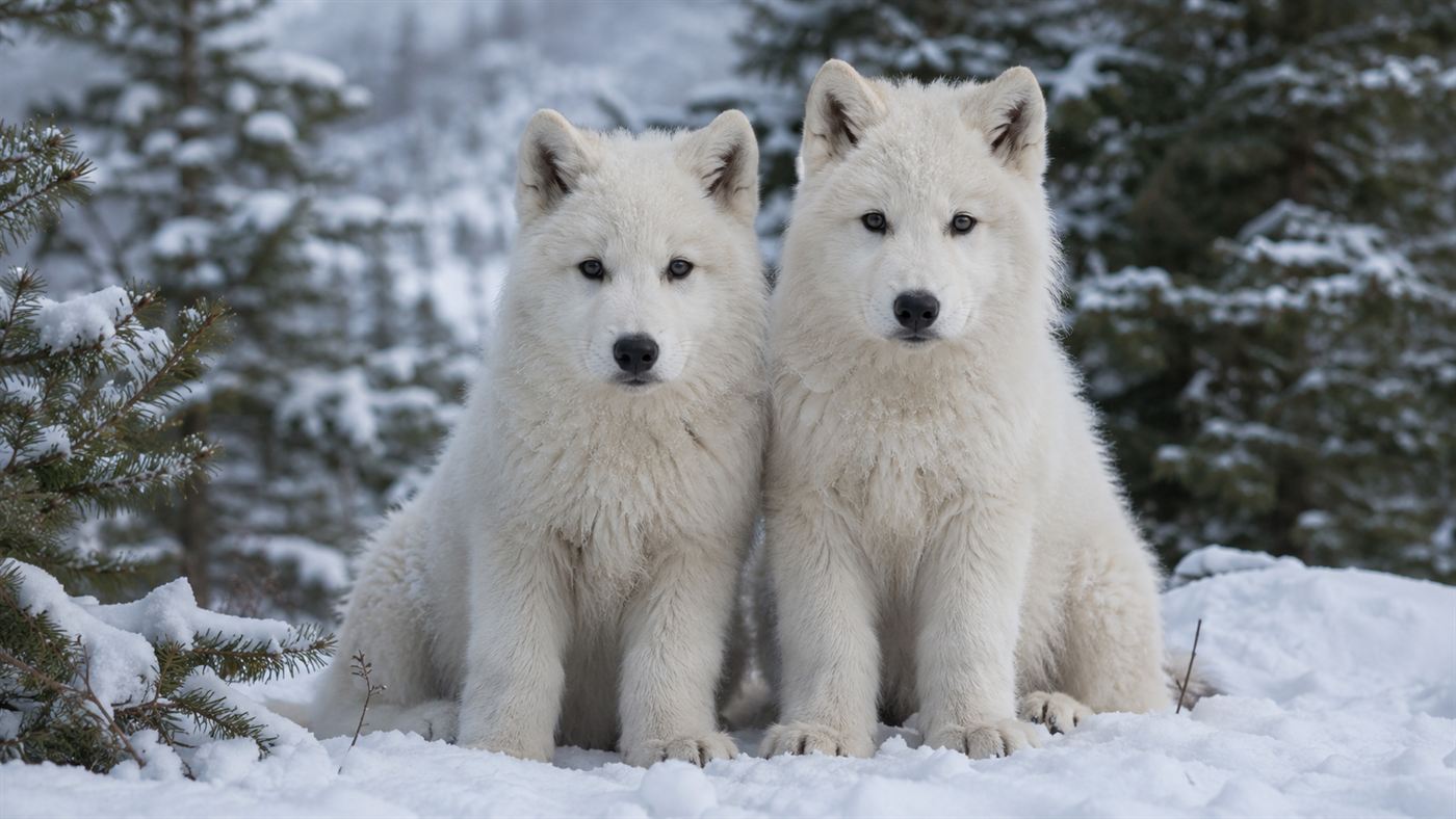 Two large fluffy white wolf pups with thick fur sitting together in a snowy pine forest, looking toward the camera