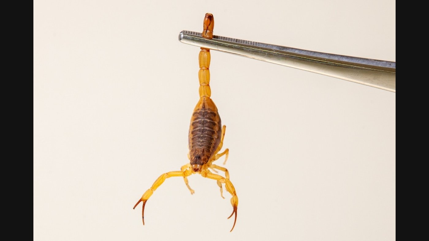 Escorpião-amarelo (Tityus serrulatus) preso por uma pinça, em foto do Instituto Butantan, que orienta o que fazer com um escorpião em casa