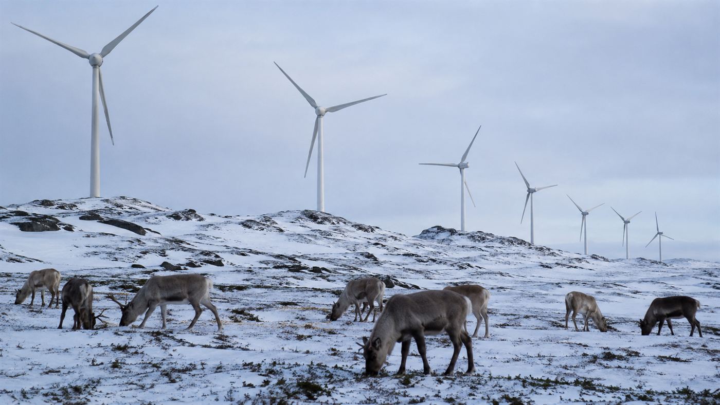 Reindeer grazing on a snowy upland in Norway with rows of large white wind turbines standing along the ridgeline behind them under a cold pale sky