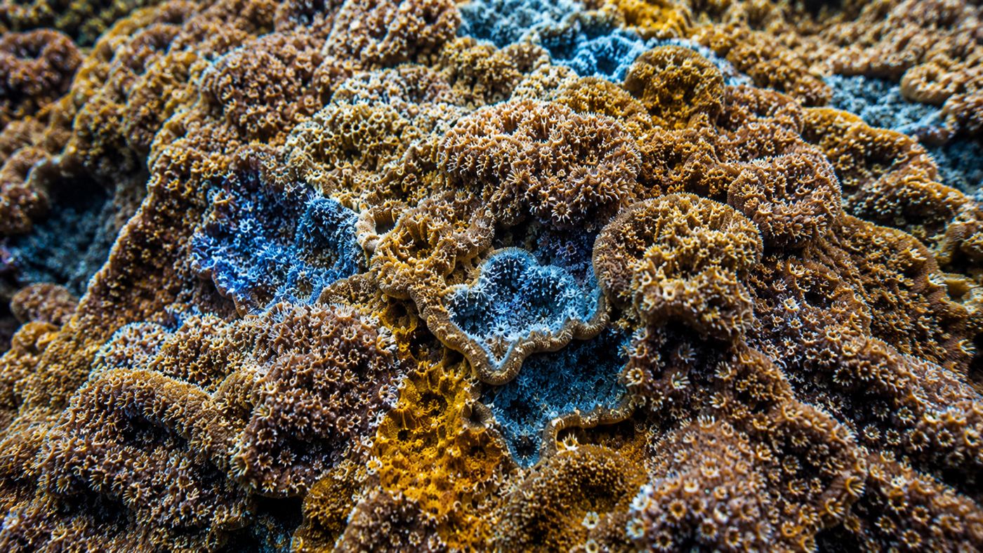 A close view of the textured surface of a giant coral colony showing countless tiny polyps in brown, yellow and blue