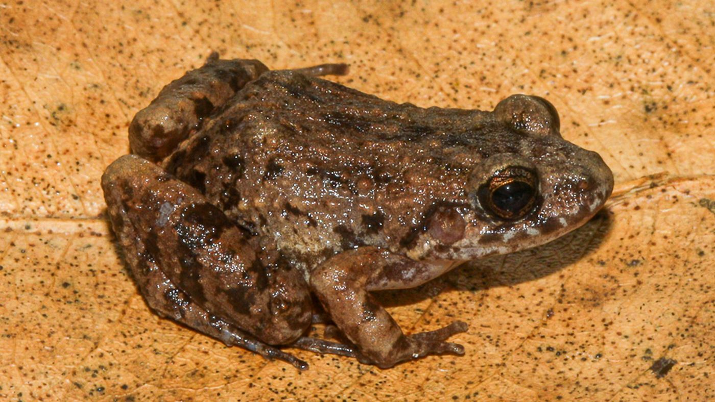 Rã do gênero Adenomera sobre folha seca, em foto de divulgação da descoberta da Adenomera varcena