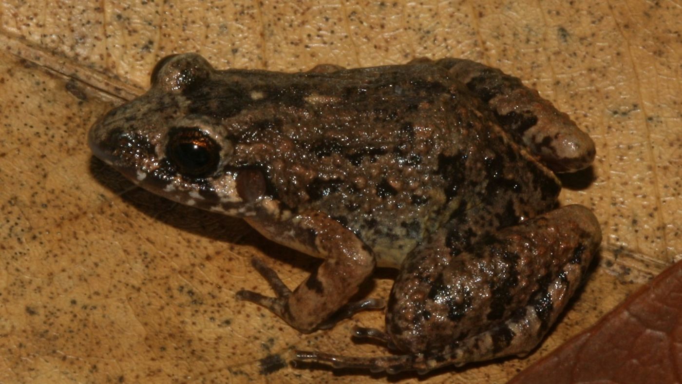 Adenomera varcena, a nova espécie de rã no Acre, sobre folha seca no chão da floresta