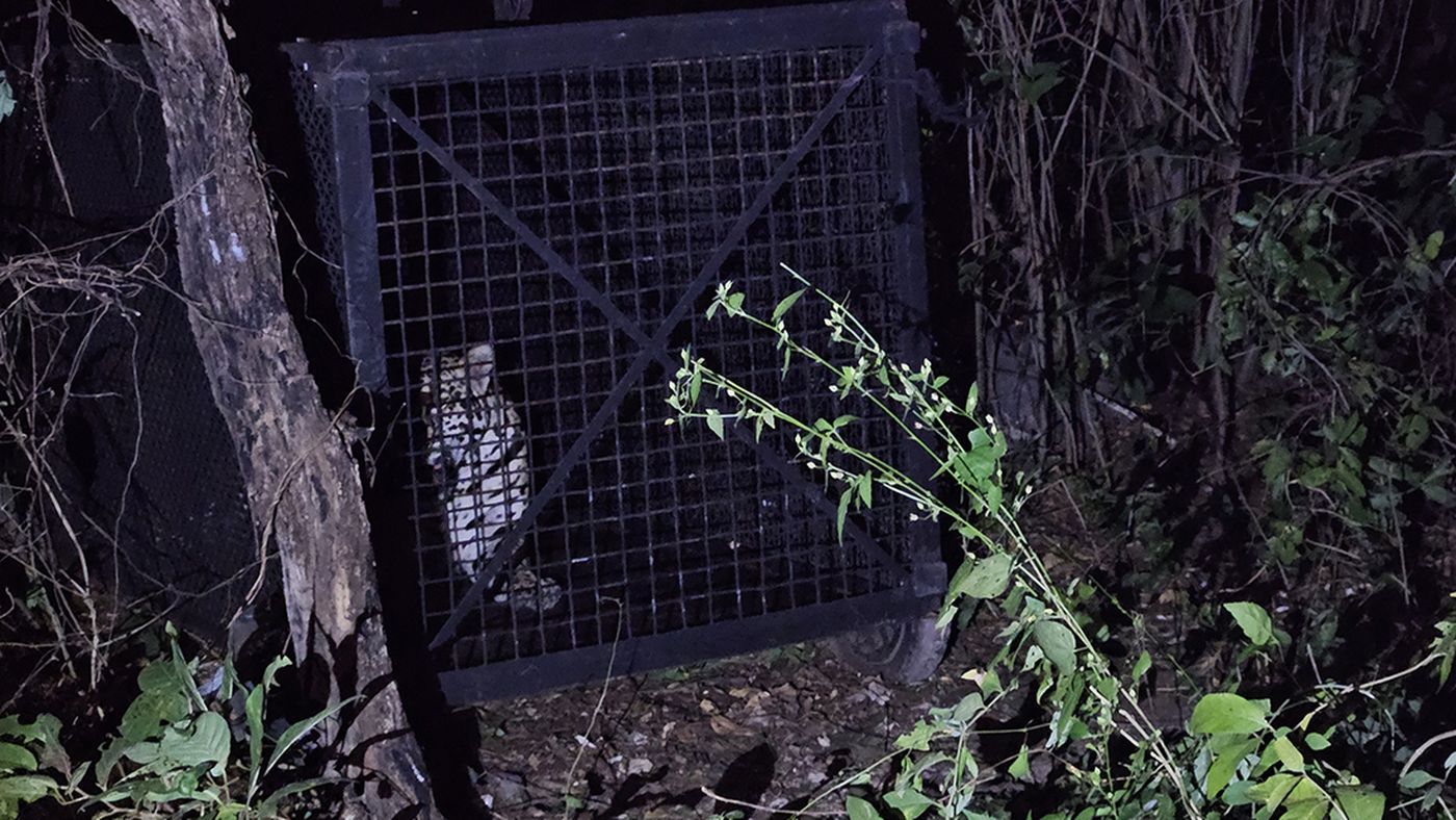 Onça-pintada fêmea dentro da gaiola usada na captura em Corumbá, fotografada à noite