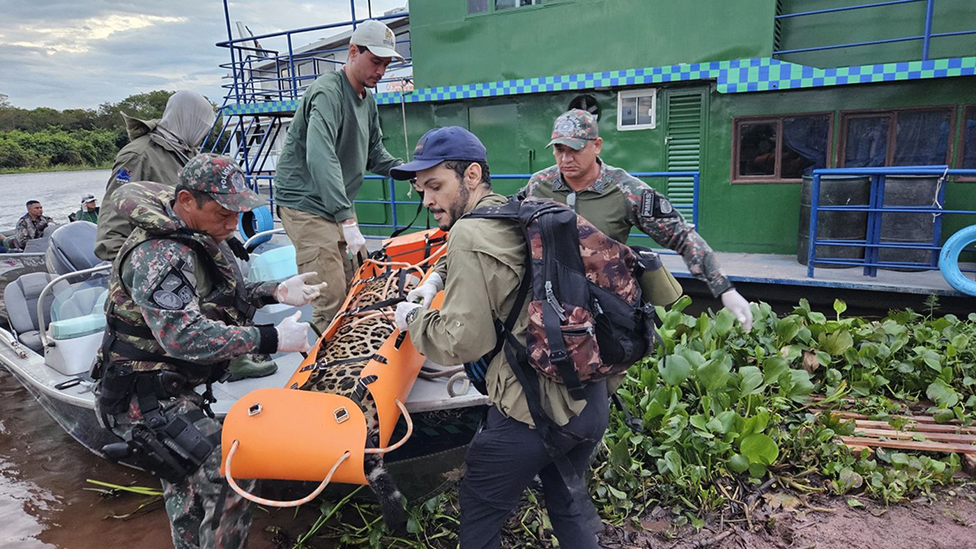 Equipe da força-tarefa carrega a onça-pintada de Corumbá numa maca laranja, ao lado de um barco