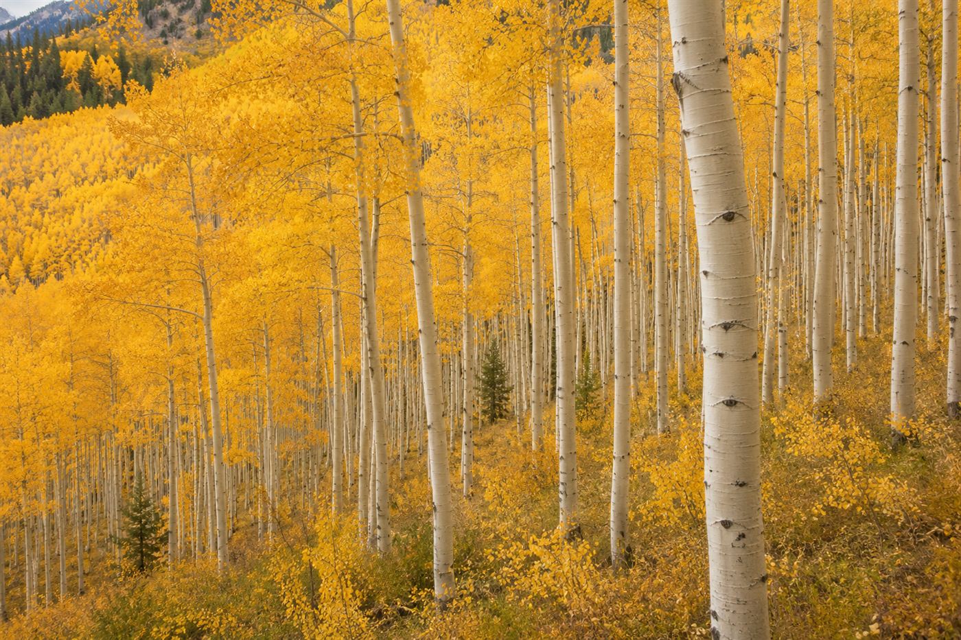A vast grove of white-barked quaking aspen trees with golden autumn leaves covering a hillside in Utah