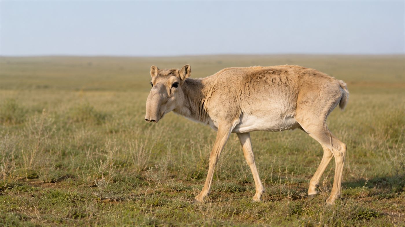 A single saiga antelope with its distinctive large drooping trunk-like nose and pale tan fur standing on the open grassy steppe of Kazakhstan under a wide pale sky