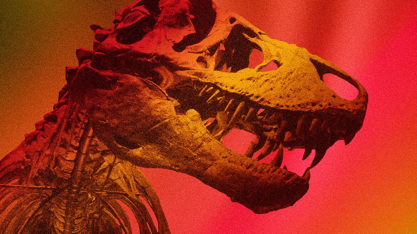 Crânio de esqueleto de T. rex em tons de vermelho e laranja, arte da UCLA para divulgar o estudo que mediu a temperatura do corpo do dinossauro