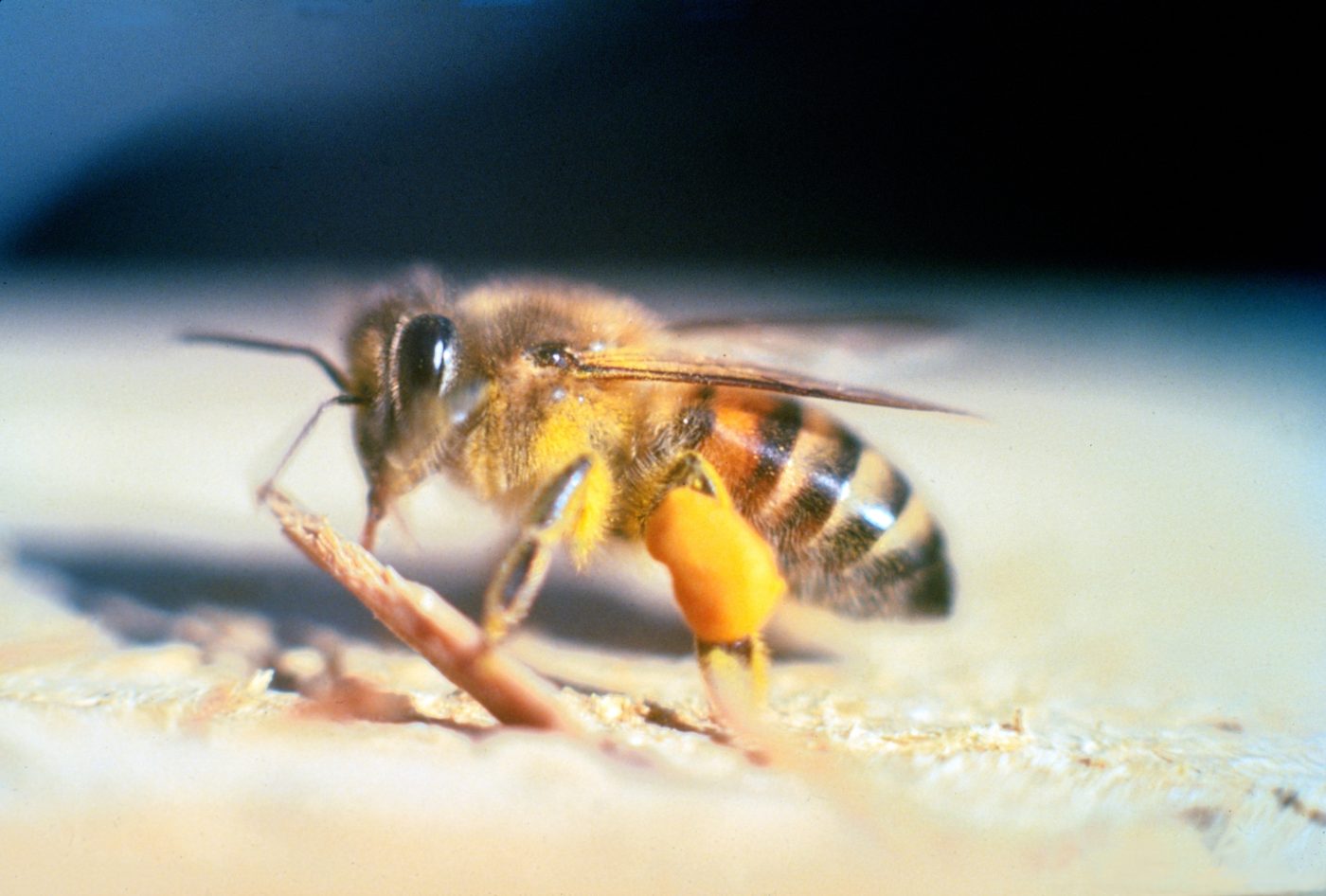 Abelha africanizada (Apis mellifera scutellata) carregando pólen nas patas em foto de close-up