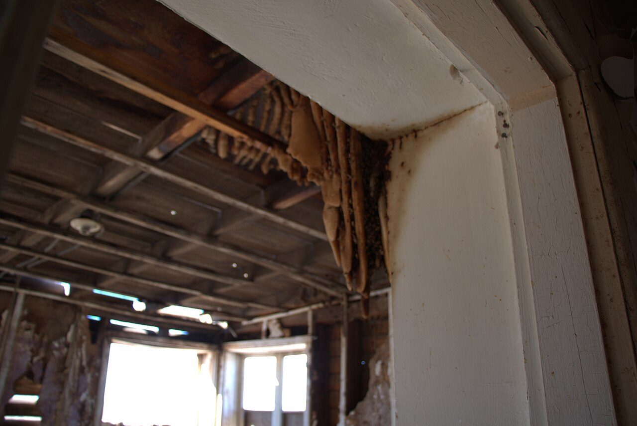 Colmeia de abelha africanizada vista de outro ângulo, presa no canto entre o teto e a parede de uma casa abandonada