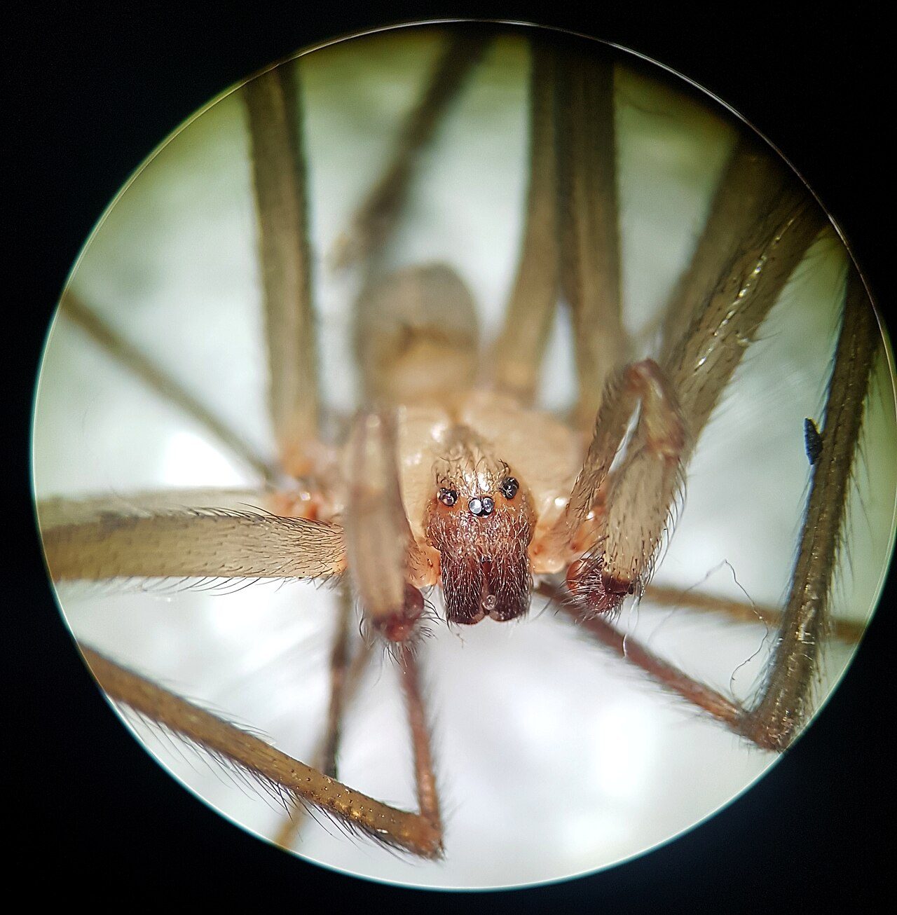 Close-up de aranha do gênero Loxosceles mostrando as pernas longas e o corpo pequeno usados para identificação
