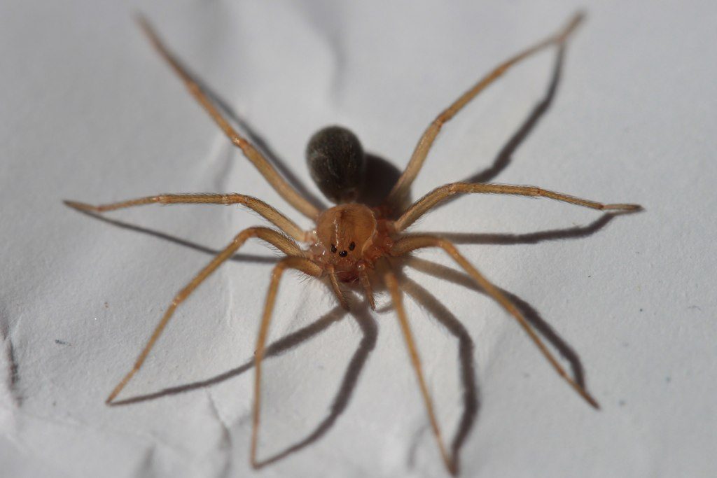 Aranha-marrom (Loxosceles gaucho) fotografada em Santa Catarina, sobre superfície de parede