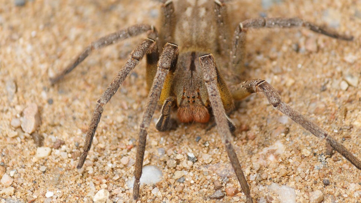 Aranha armadeira com as patas dianteiras próximas ao corpo, em posição de alerta sobre terreno arenoso