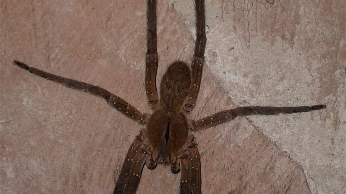 Aranha armadeira vista de cima sobre piso de cerâmica dentro de uma casa, com as pernas bem esticadas