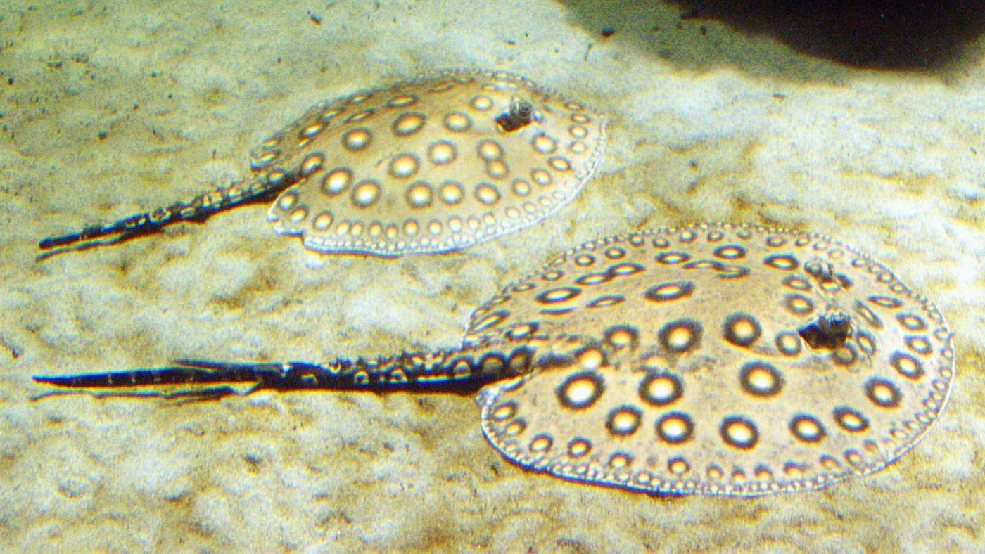 Duas arraias de água doce da espécie Potamotrygon motoro quase invisíveis sobre o fundo arenoso, mostrando a cauda com o ferrão