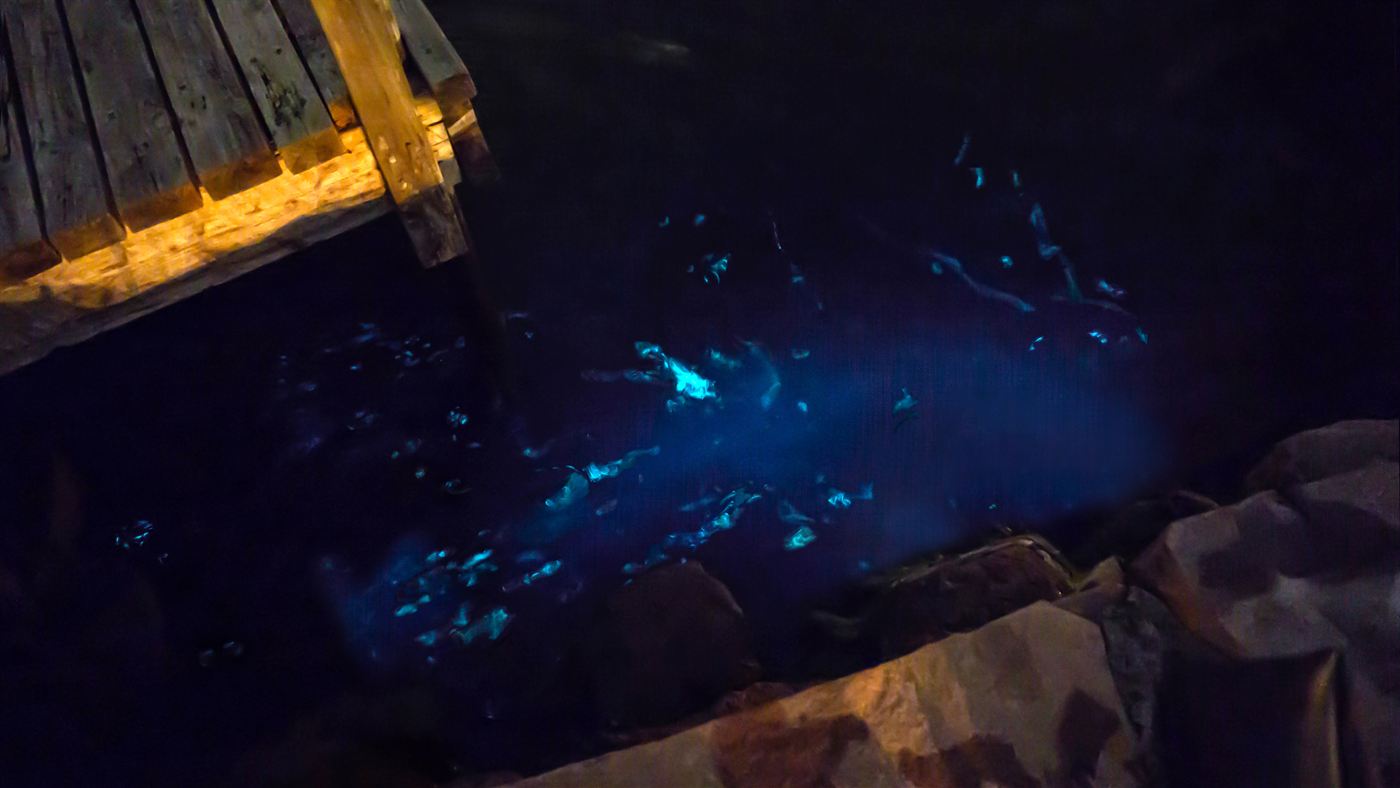 Água com brilho azul de bioluminescência junto a um píer de madeira, à noite.