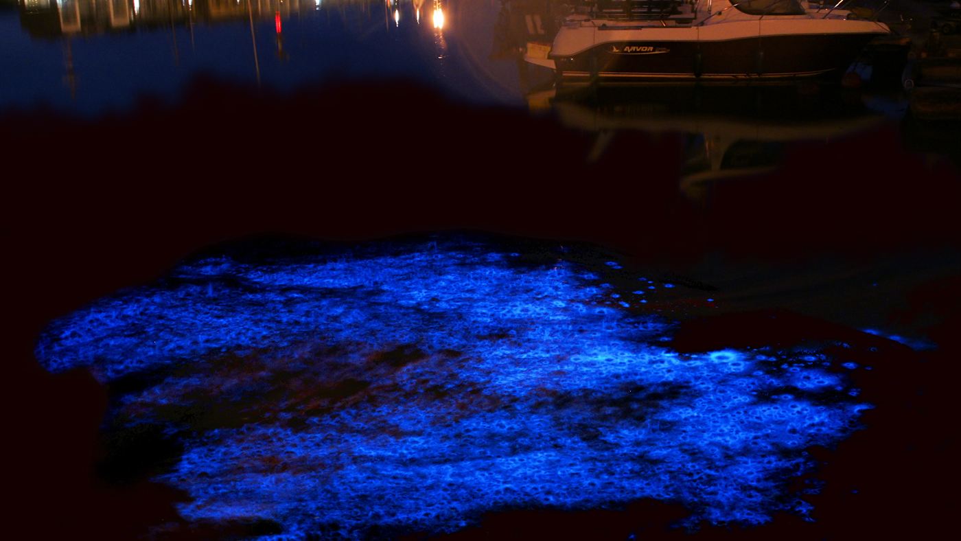 Mancha azul de bioluminescência por Noctiluca na água de um porto, à noite, com barcos ao fundo.