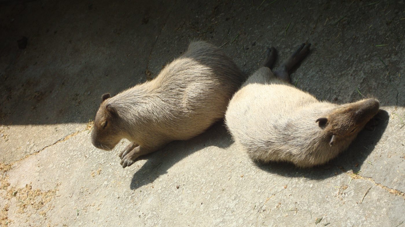Duas capivaras deitadas ao sol, espécie flagrada em Pirassununga
