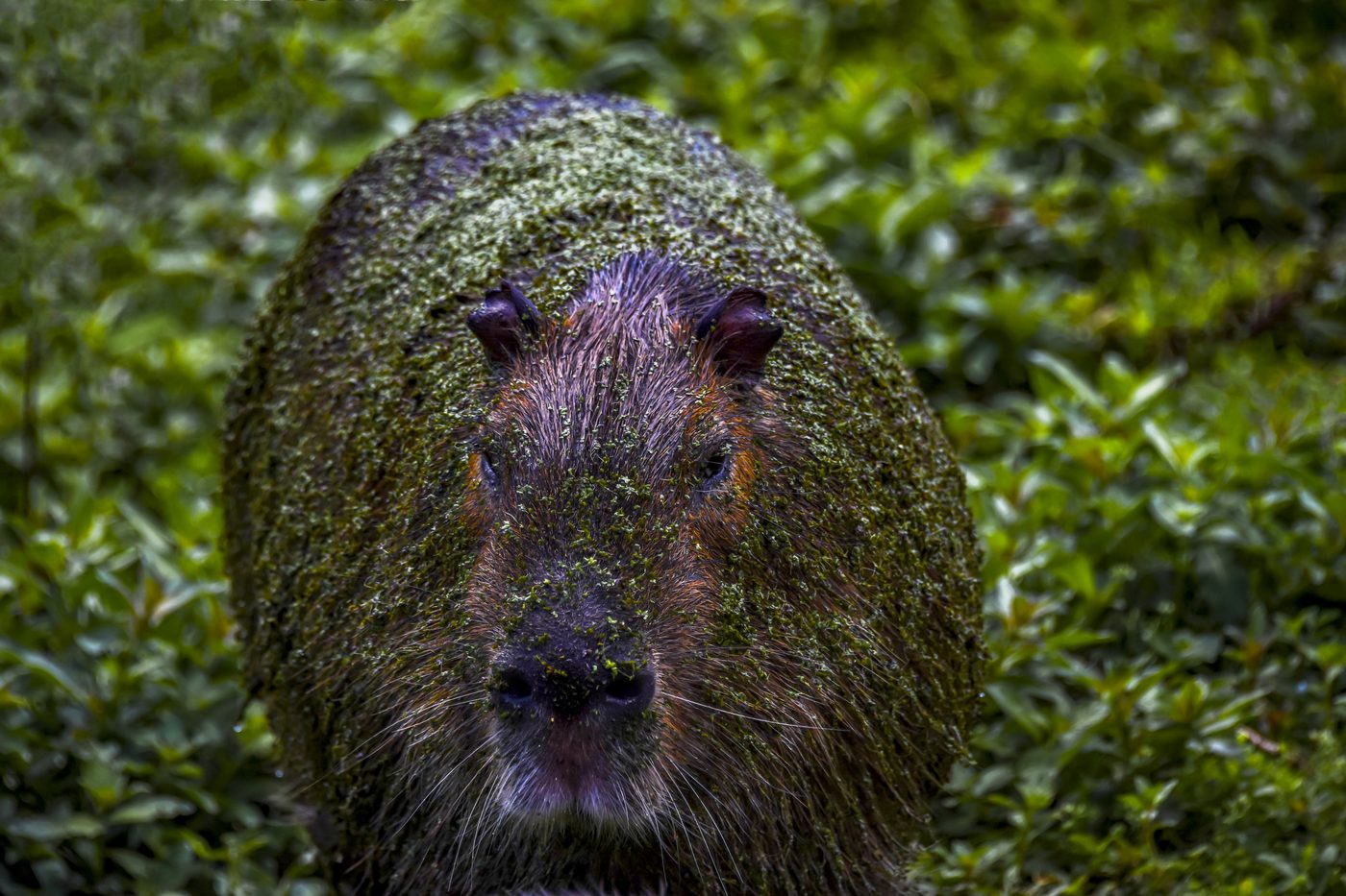 Capivara silvestre olhando para a câmera em vegetação, espécie do mesmo grupo resgatado em Pirassununga