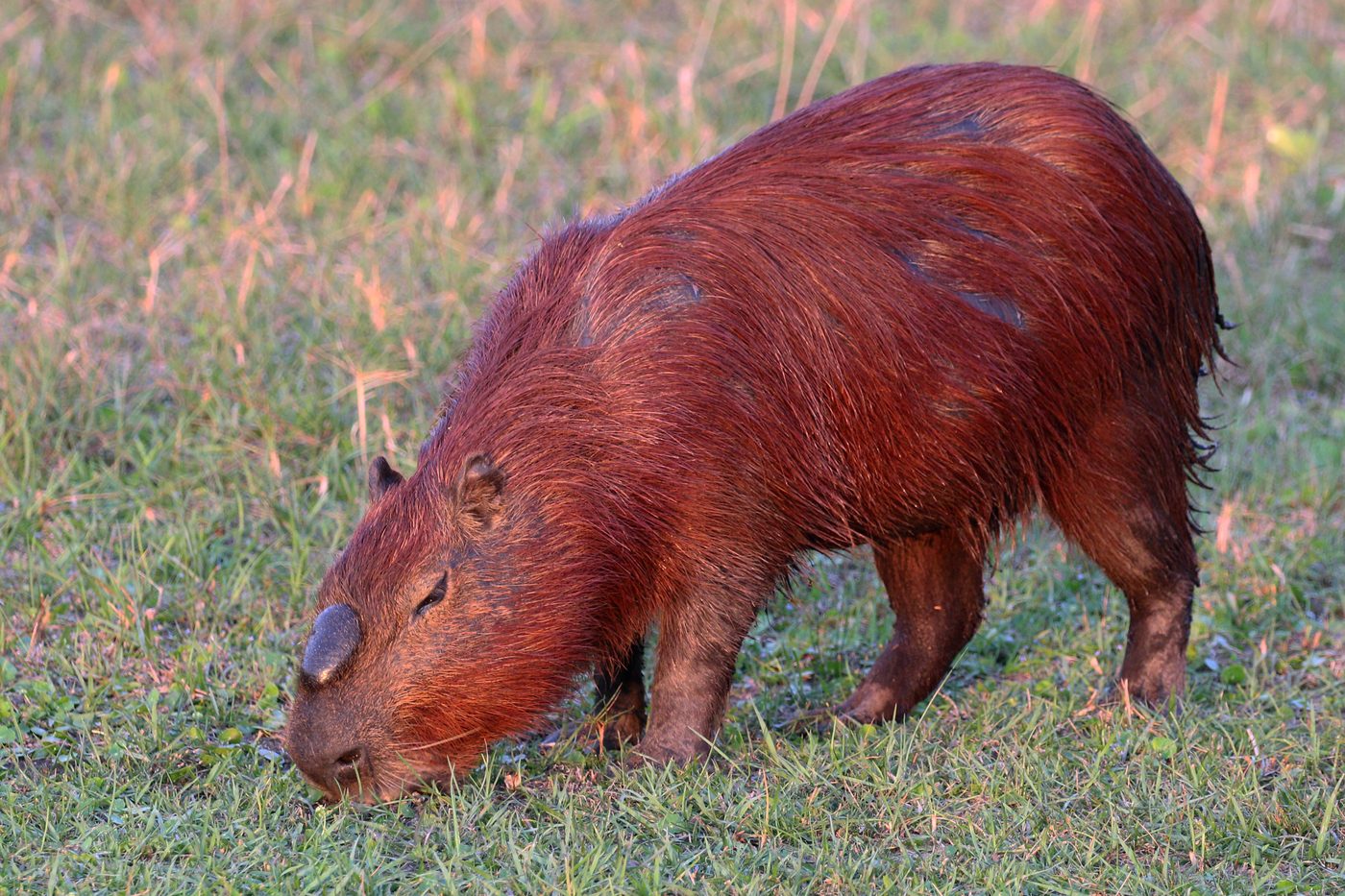Capivara macho adulto fotografado no Pantanal, no habitat natural da espécie