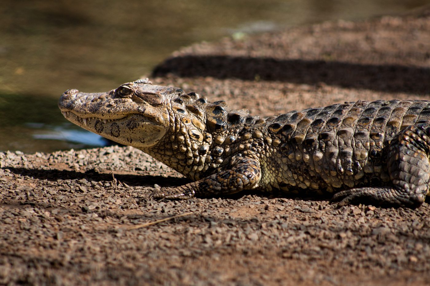 Jacaré-de-papo-amarelo (Caiman latirostris) fotografado próximo à água, espécie que ocupa canais e lagoas urbanas em vários estados do Brasil