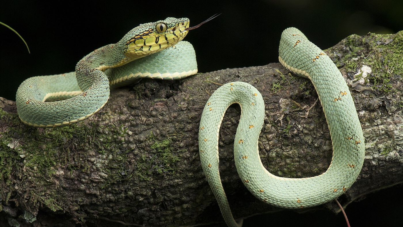 Serpente silvestre da Mata Atlântica enrolada em galho, imagem ilustrativa