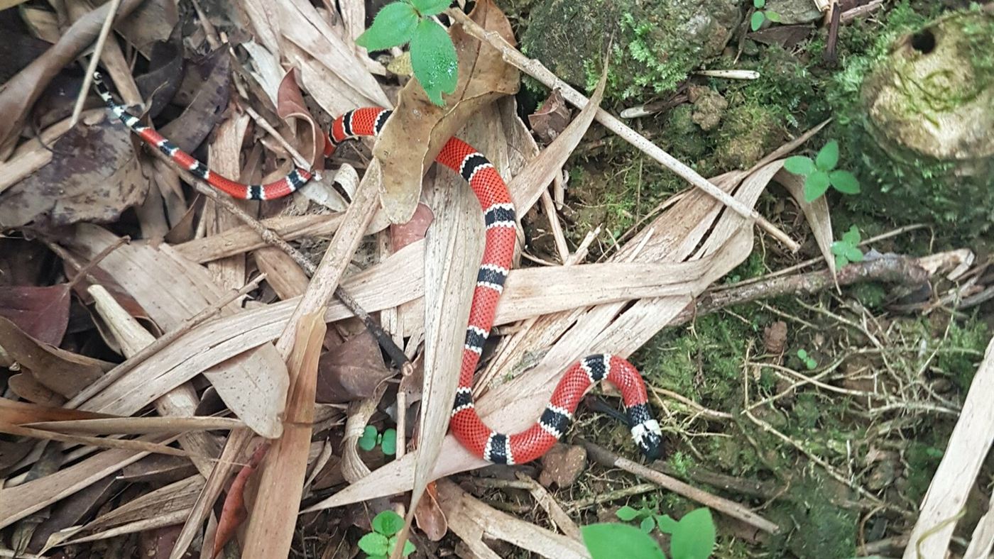 Coral-verdadeira (Micrurus corallinus) entre folhas secas no chão da mata, mostrando a cabeça preta com faixa branca