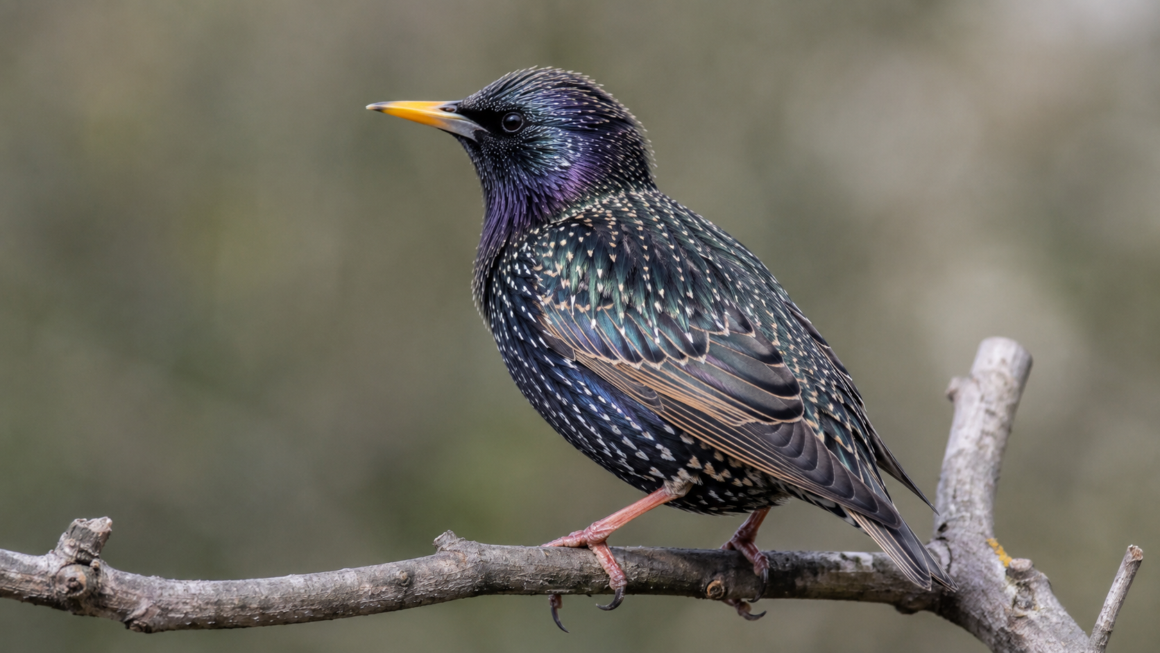 A close view of a single European starling with iridescent speckled plumage