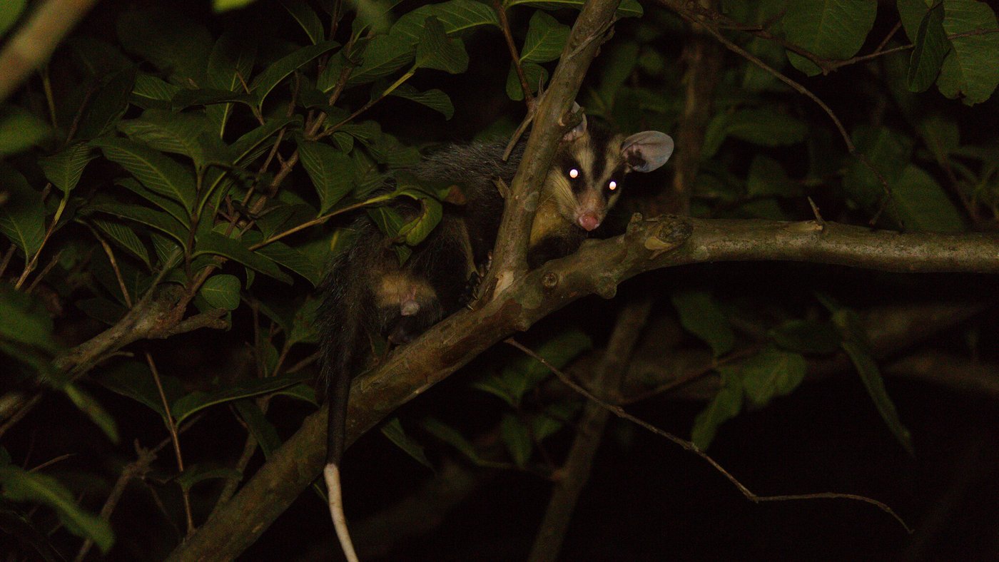 Gambá-de-orelha-branca fotografado à noite em galho de árvore, com olhos refletindo a luz do flash.