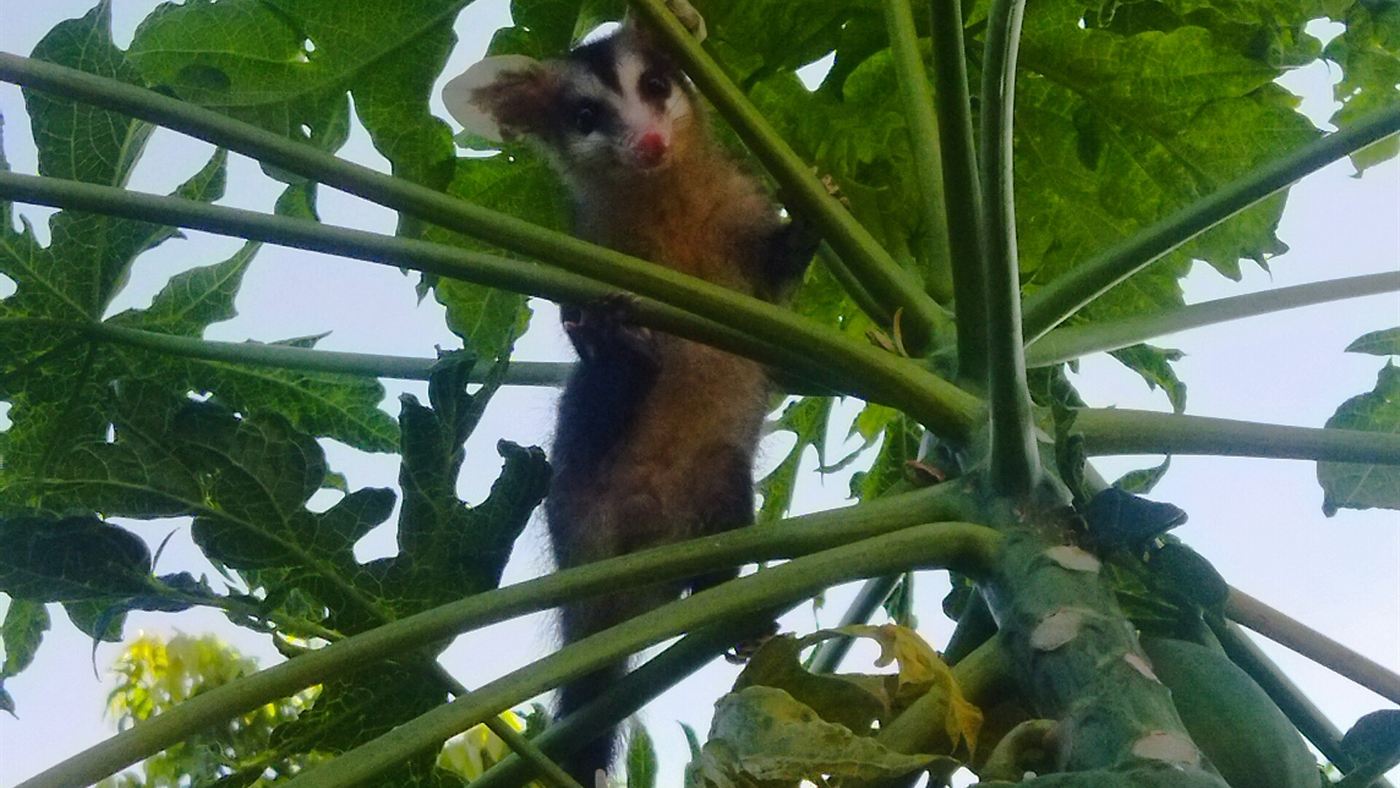 saruê em pé de mamão, mostrando o gambá em ambiente urbano no interior de São Paulo