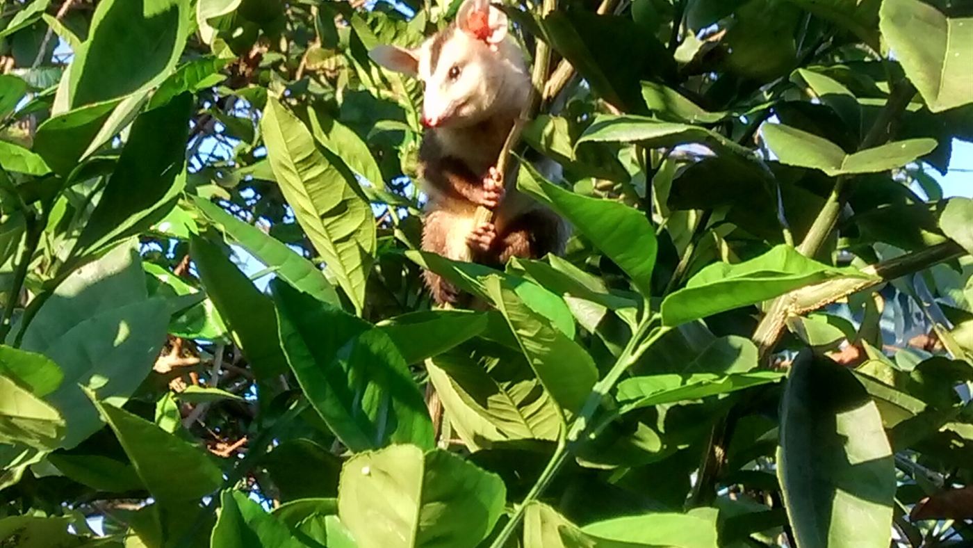 gambá-de-orelha-branca fotografado em árvore urbana em Abreu e Lima, Pernambuco