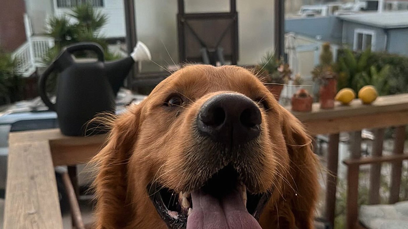 Golden retriever brinca com invasor: Nash segura um brinquedo na sala enquanto o homem aparece perto da porta, em imagem da câmera Ring