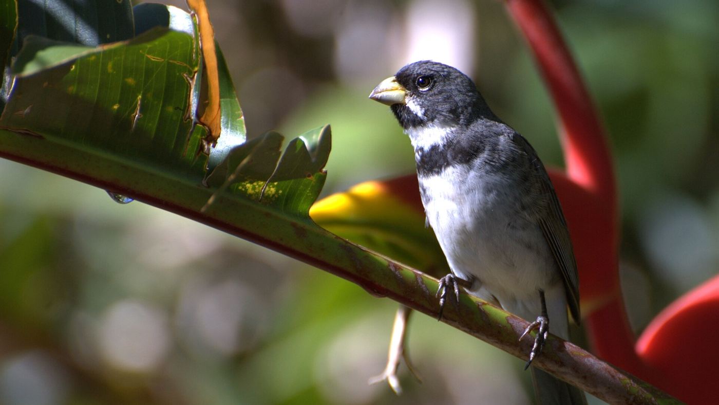 Coleirinho, a espécie que mais aparece nos casos de apreensão de fauna do Ibama em 2025, pousado em um galho