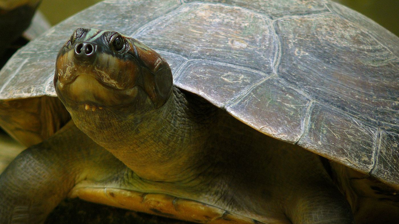 Tartaruga-da-amazônia, espécie de quelônio entre as mais apreendidas em casos de fauna do Ibama em 2025
