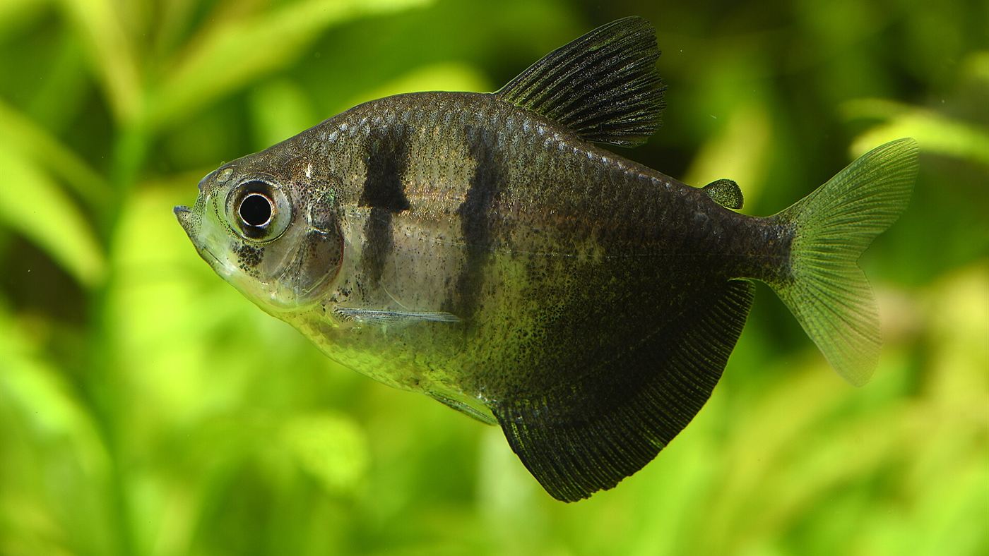 Peixe-tetra-negro, a espécie com mais indivíduos apreendidos pelo Ibama em 2025, fotografado em aquário