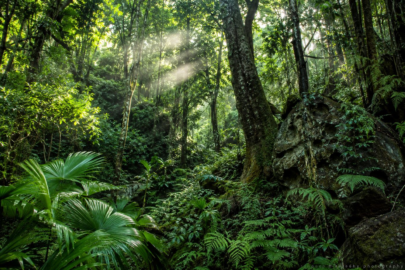 Dense native forest in the Black River Gorges of Mauritius with green canopy and volcanic basalt, the last stronghold of the Mauritius kestrel and the pink pigeon
