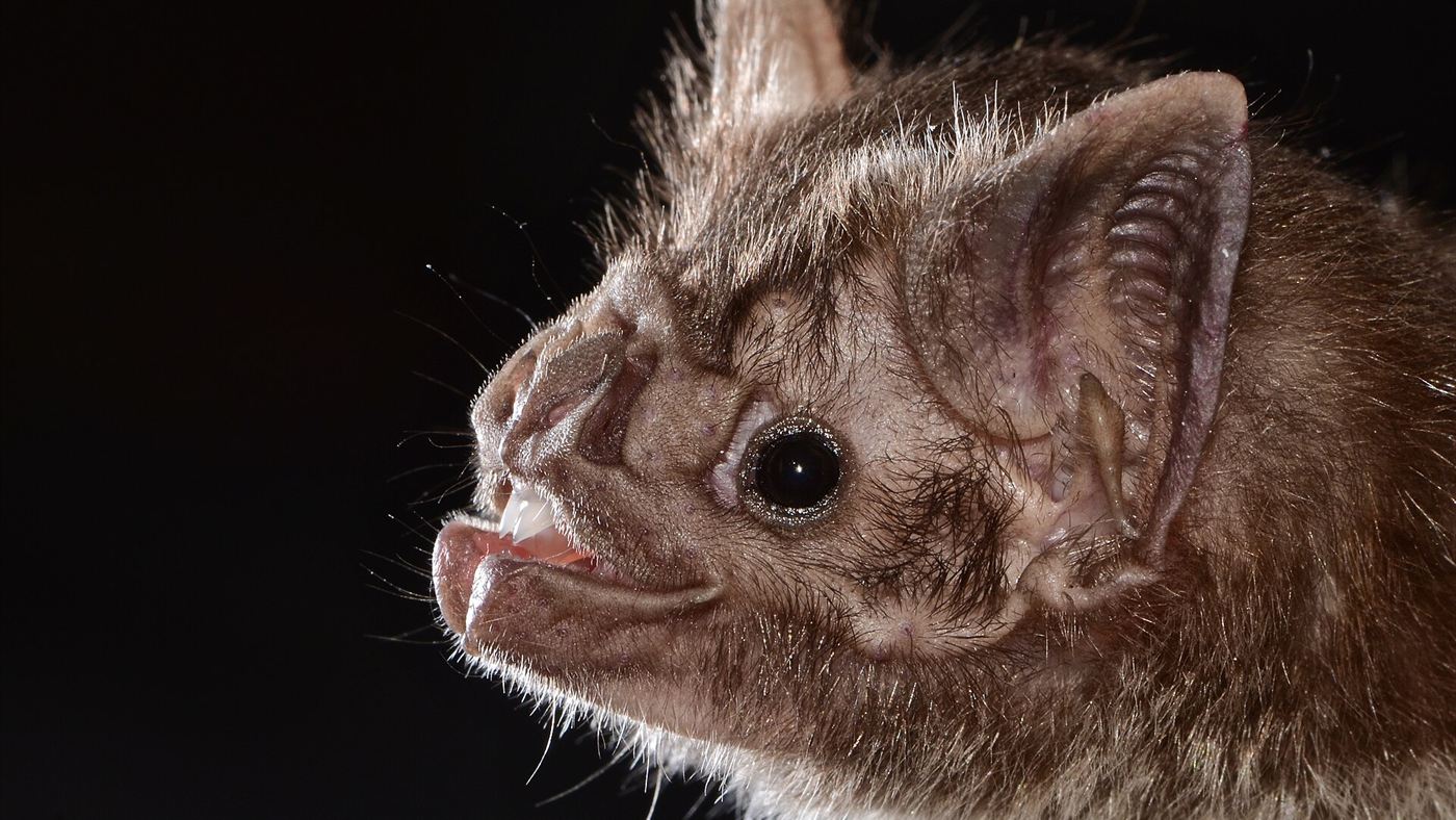 Cabeça de um morcego-vampiro (Desmodus rotundus) fotografada de perto, espécie associada à transmissão da raiva no Brasil.