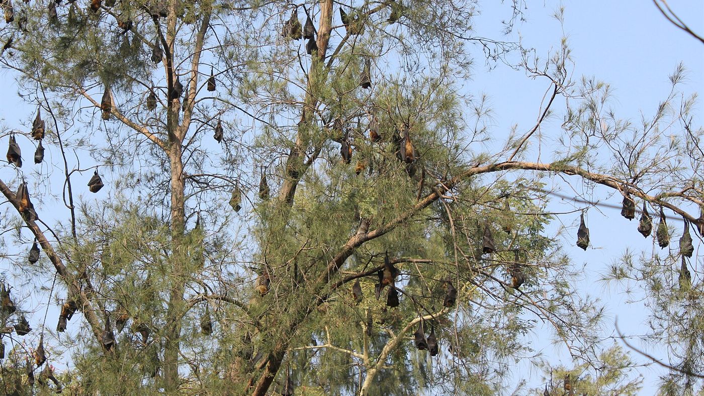 Colônia de morcegos-frugívoros pendurados de cabeça para baixo em galhos de árvore, comportamento típico de repouso da espécie.