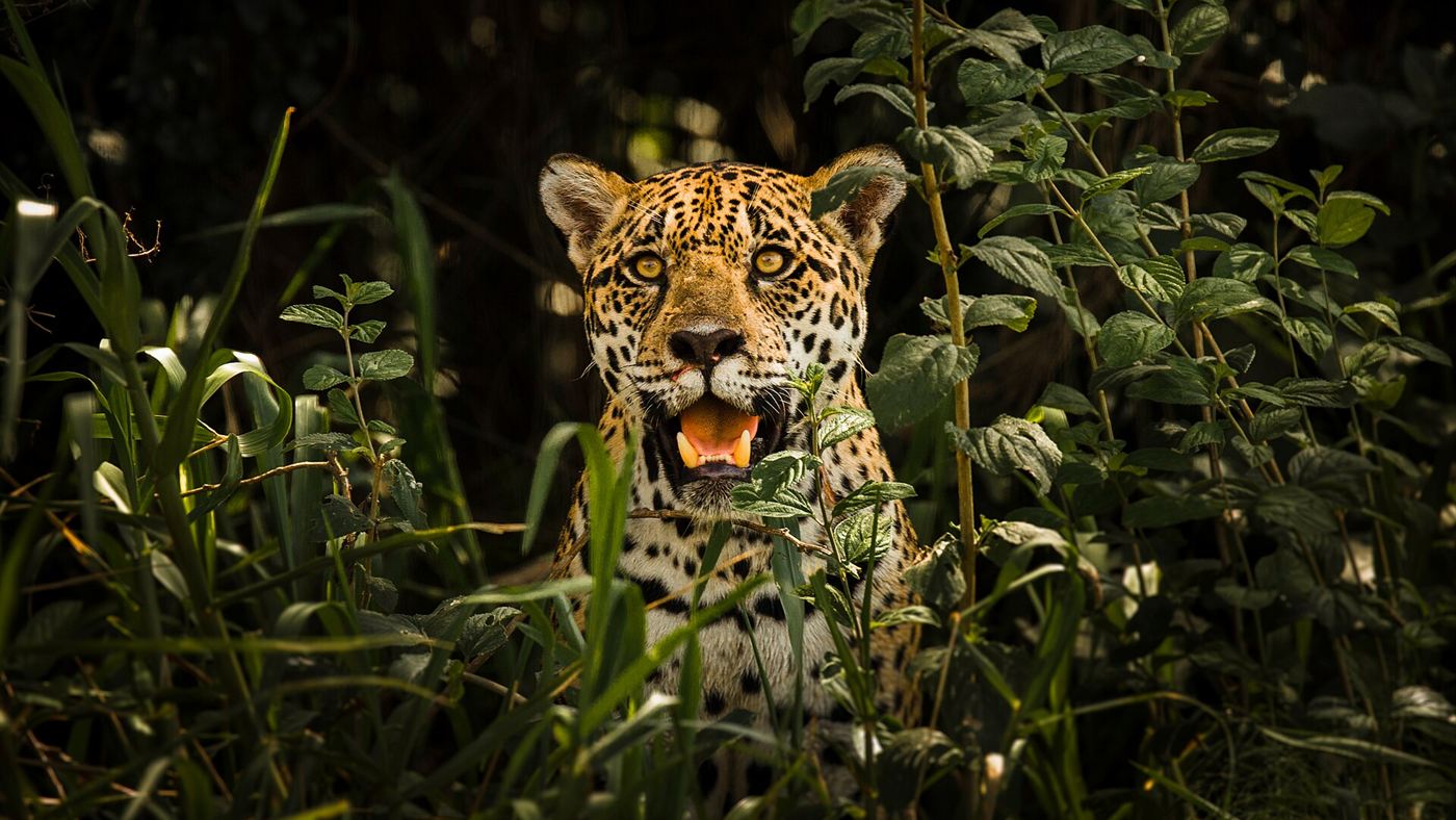 Onça-pintada em atitude de alerta entre a vegetação do Pantanal, espécie flagrada em área urbana de Corumbá
