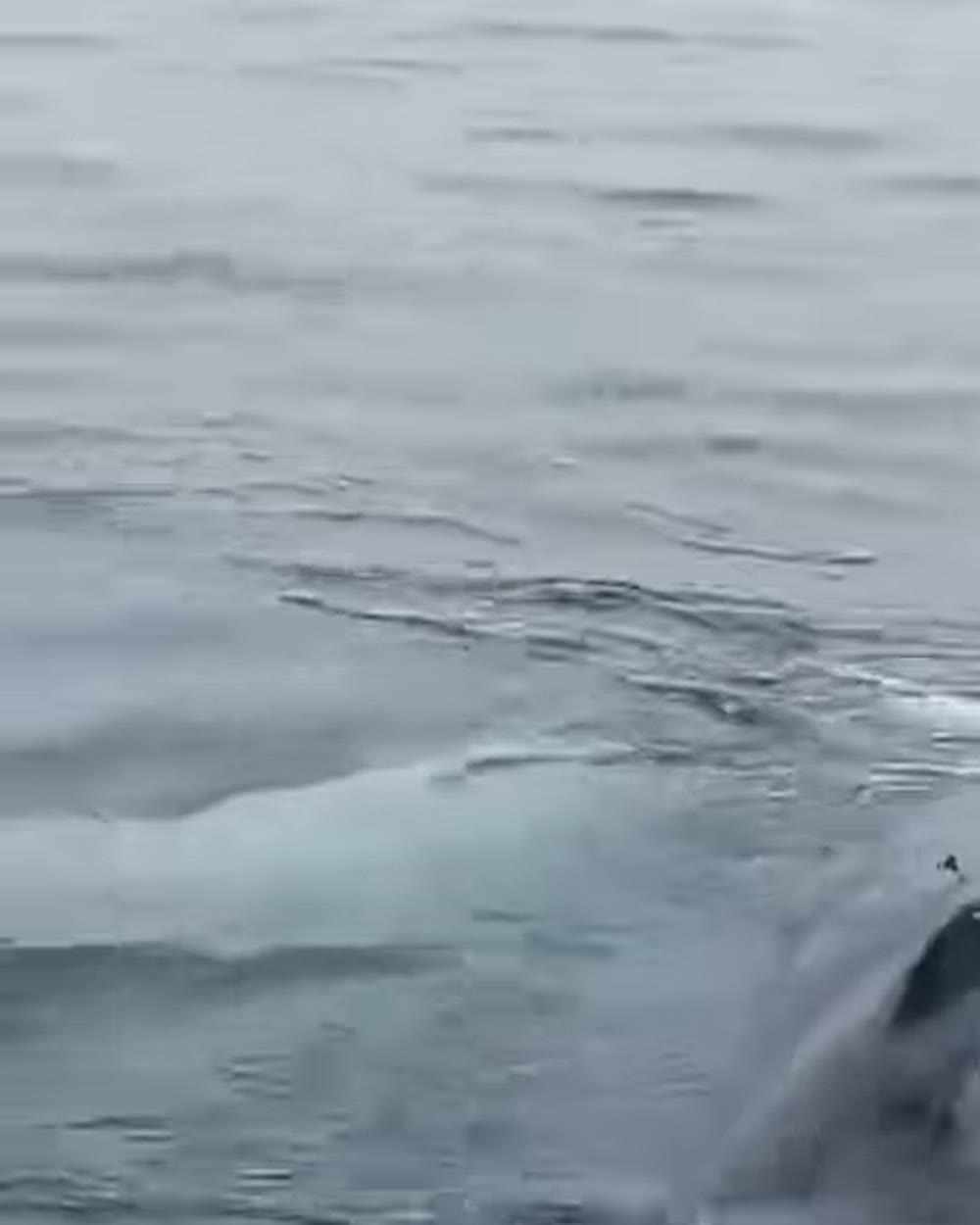 Pescador nada perto da baleia enroscada na rede de pesca no Peru