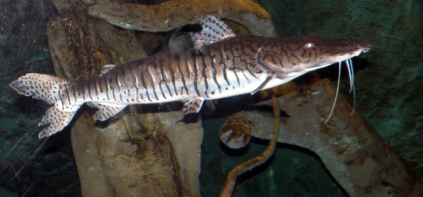 Cachara (Pseudoplatystoma reticulatum), peixe de couro migratório de rios brasileiros