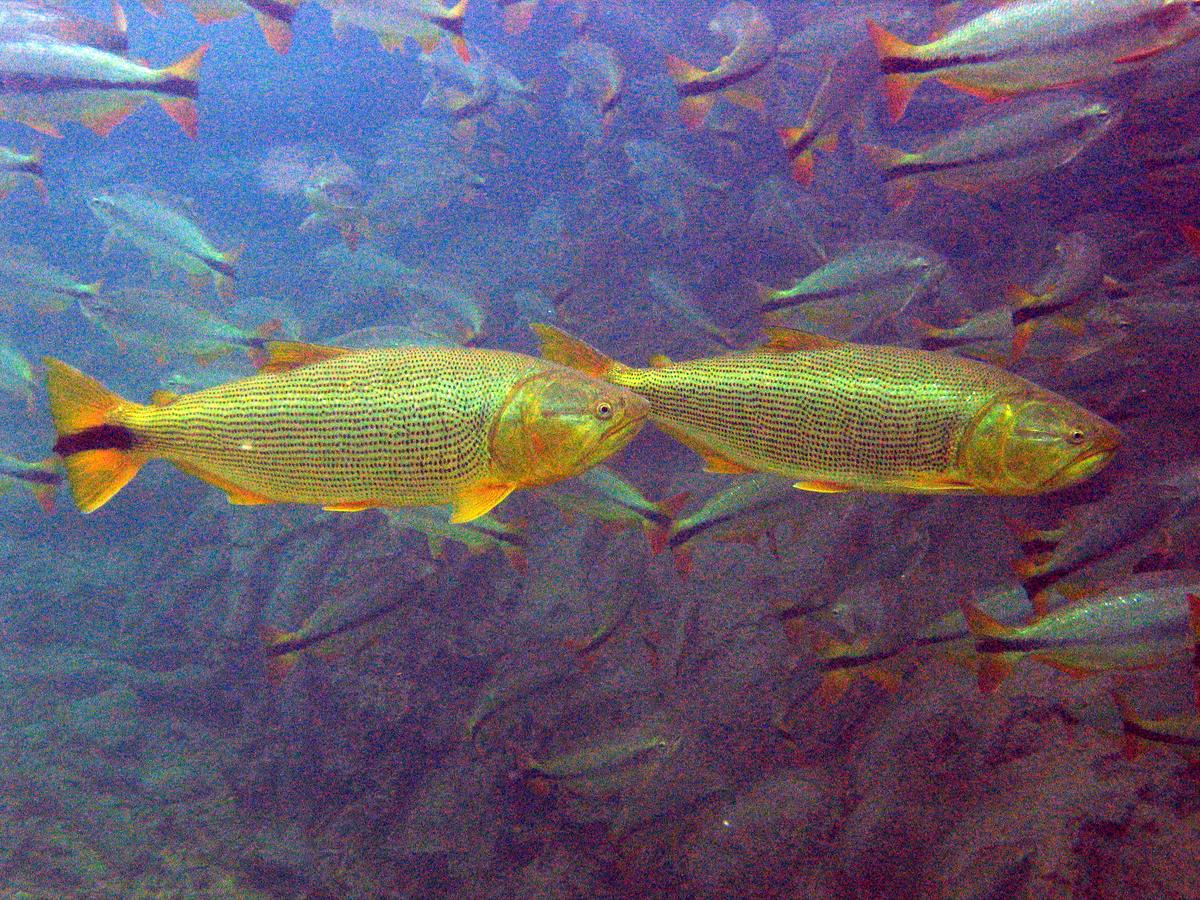Dois dourados (Salminus brasiliensis) nadando no rio Formoso, em Bonito, Mato Grosso do Sul