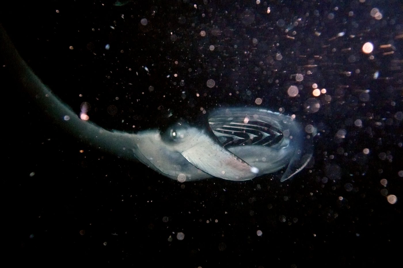 Raia-manta se alimentando por filtração, boca aberta na água, capturando plâncton