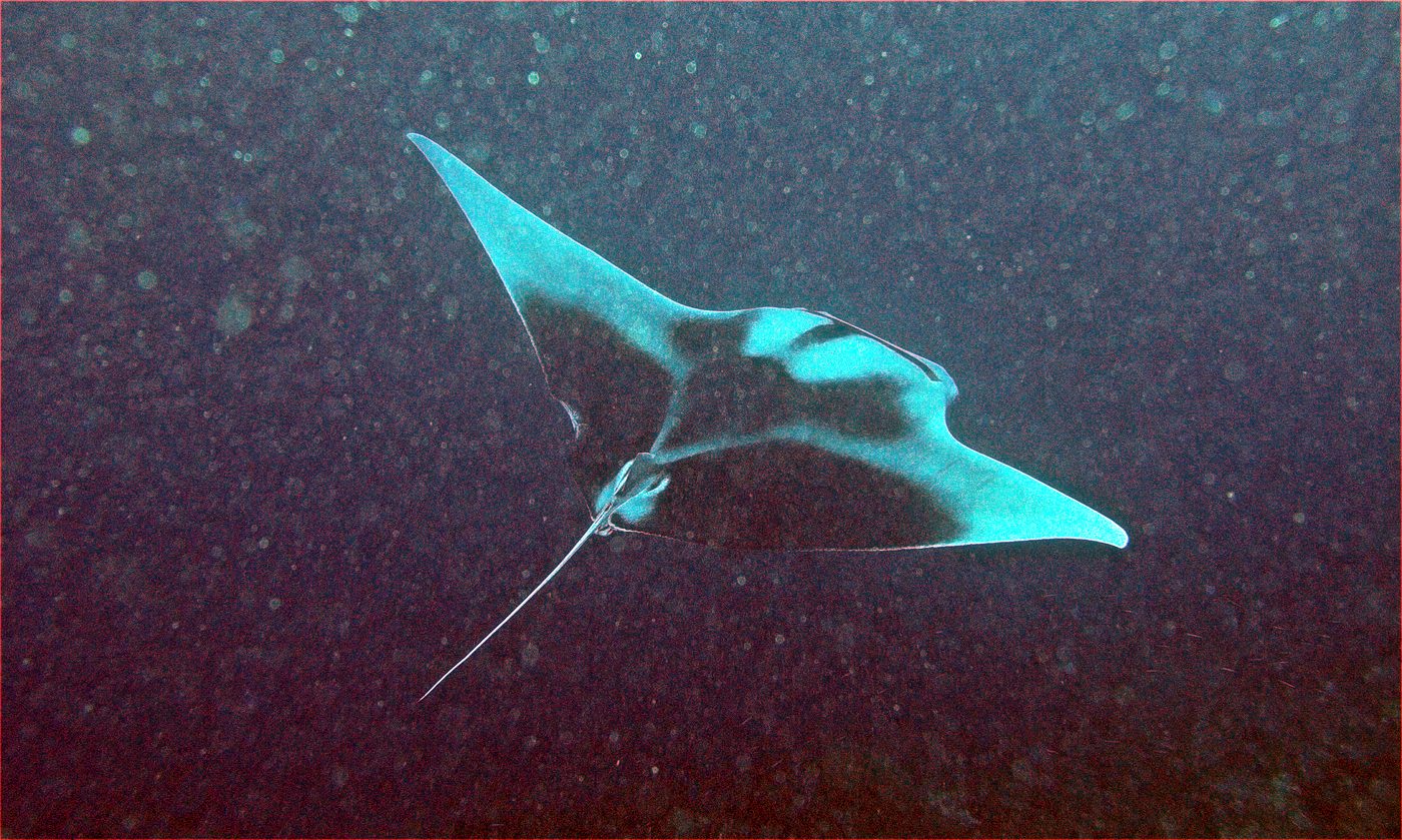 Raia-manta (Mobula birostris) vista de cima, mostrando o corpo em forma de losango e as nadadeiras peitorais