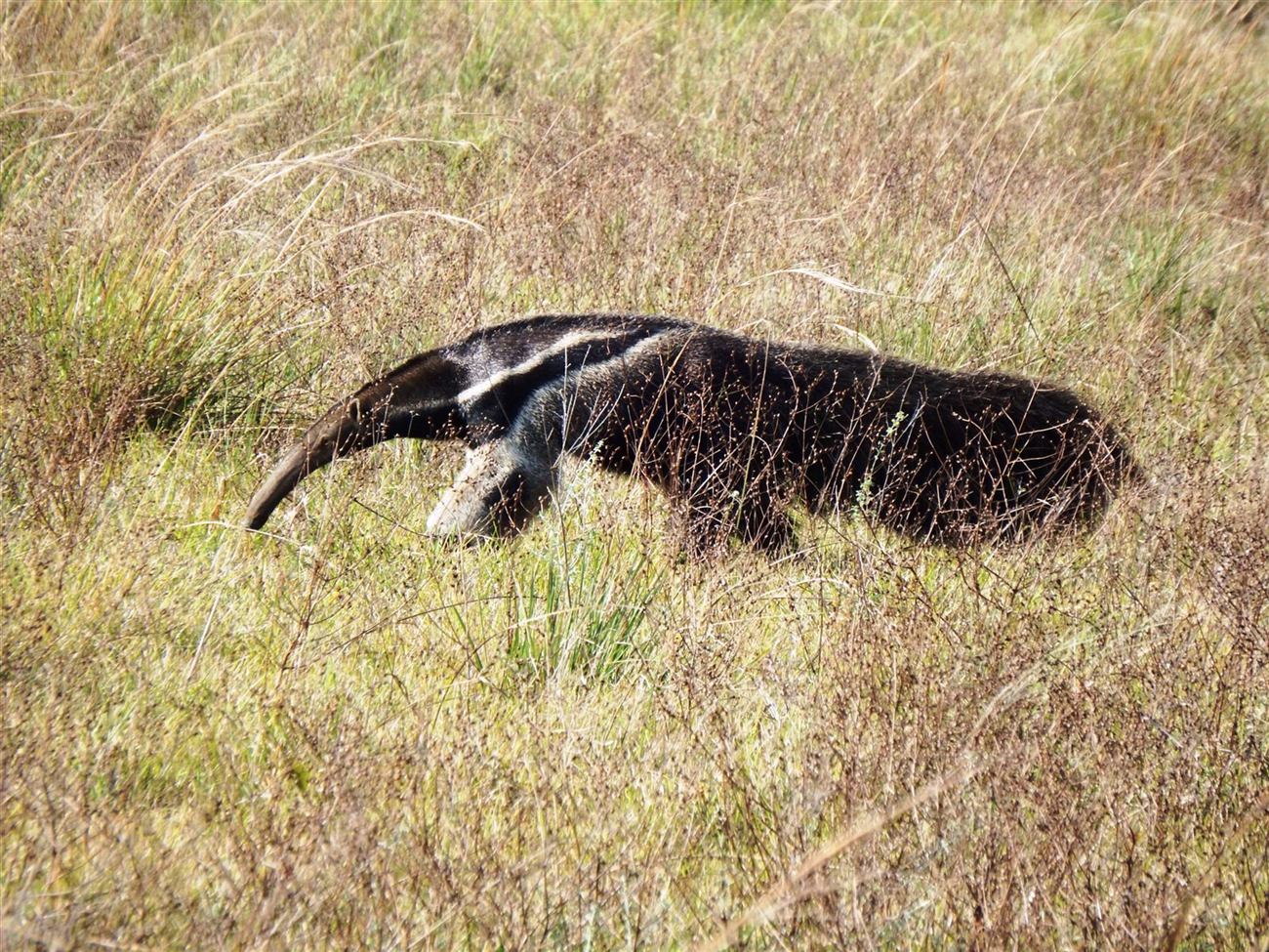 Tamanduá-bandeira fotografado de perto no Pantanal, mostrando o focinho longo e a pelagem espessa da espécie