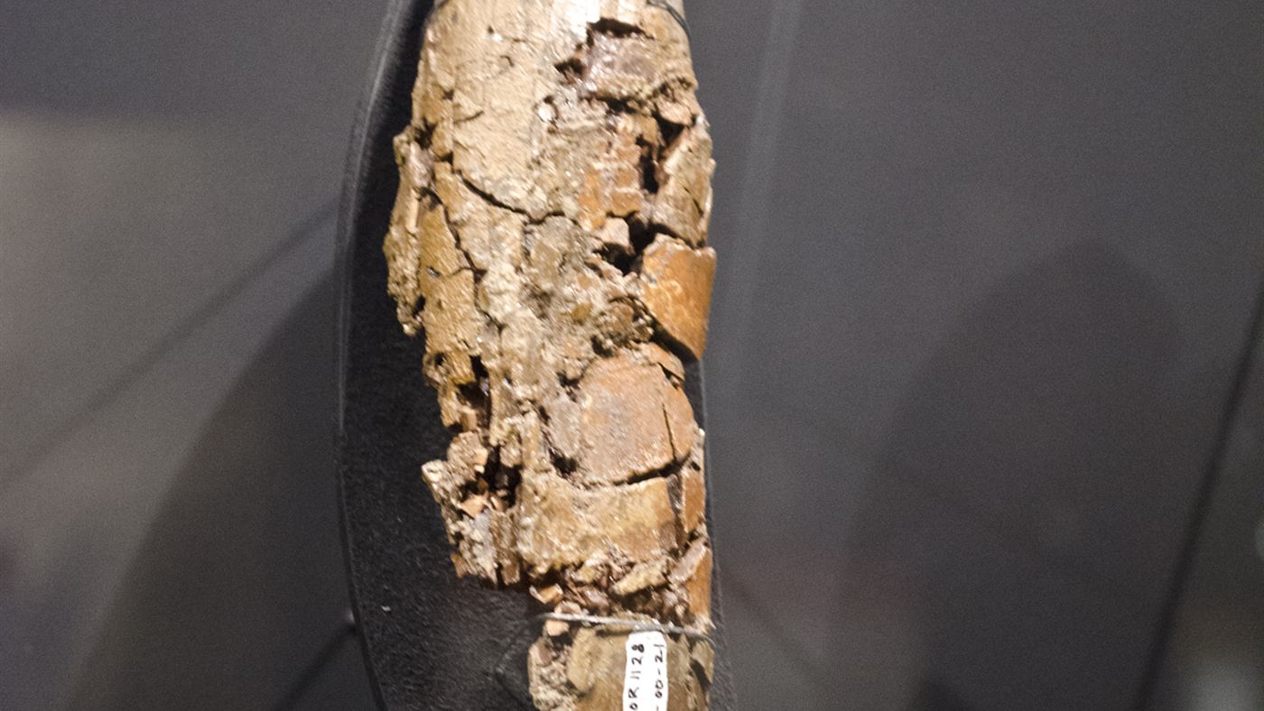 Dente fóssil de T. rex parecido com os três analisados pelo estudo da UCLA sobre a temperatura do T. rex
