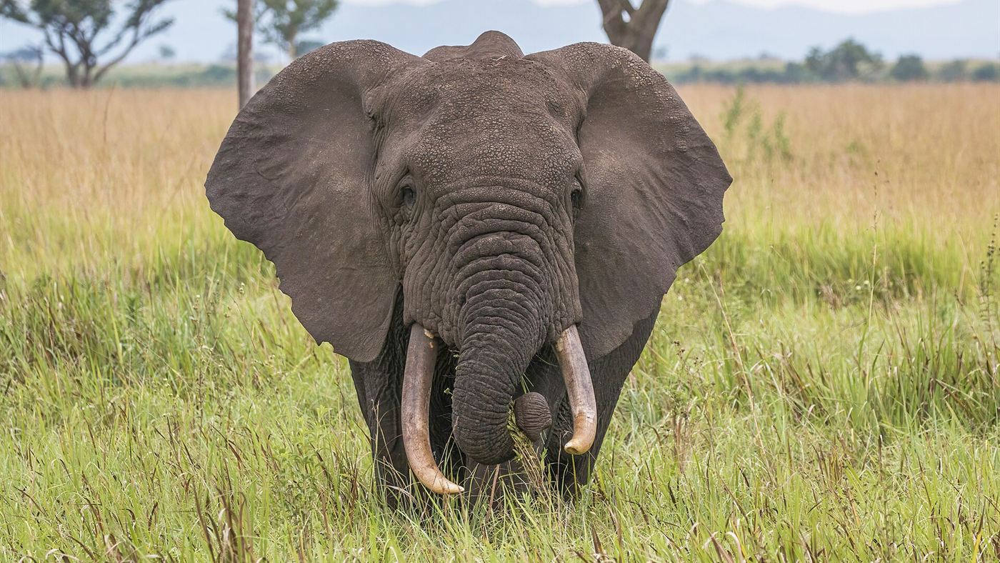 Elefante africano, animal usado como comparação para a temperatura corporal do T. rex no estudo da UCLA