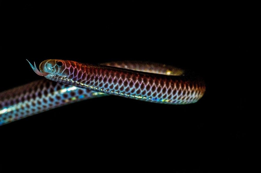 A pequena cobra-cega tem hábitos subterrâneos e pode ser confundida com uma minhoca.