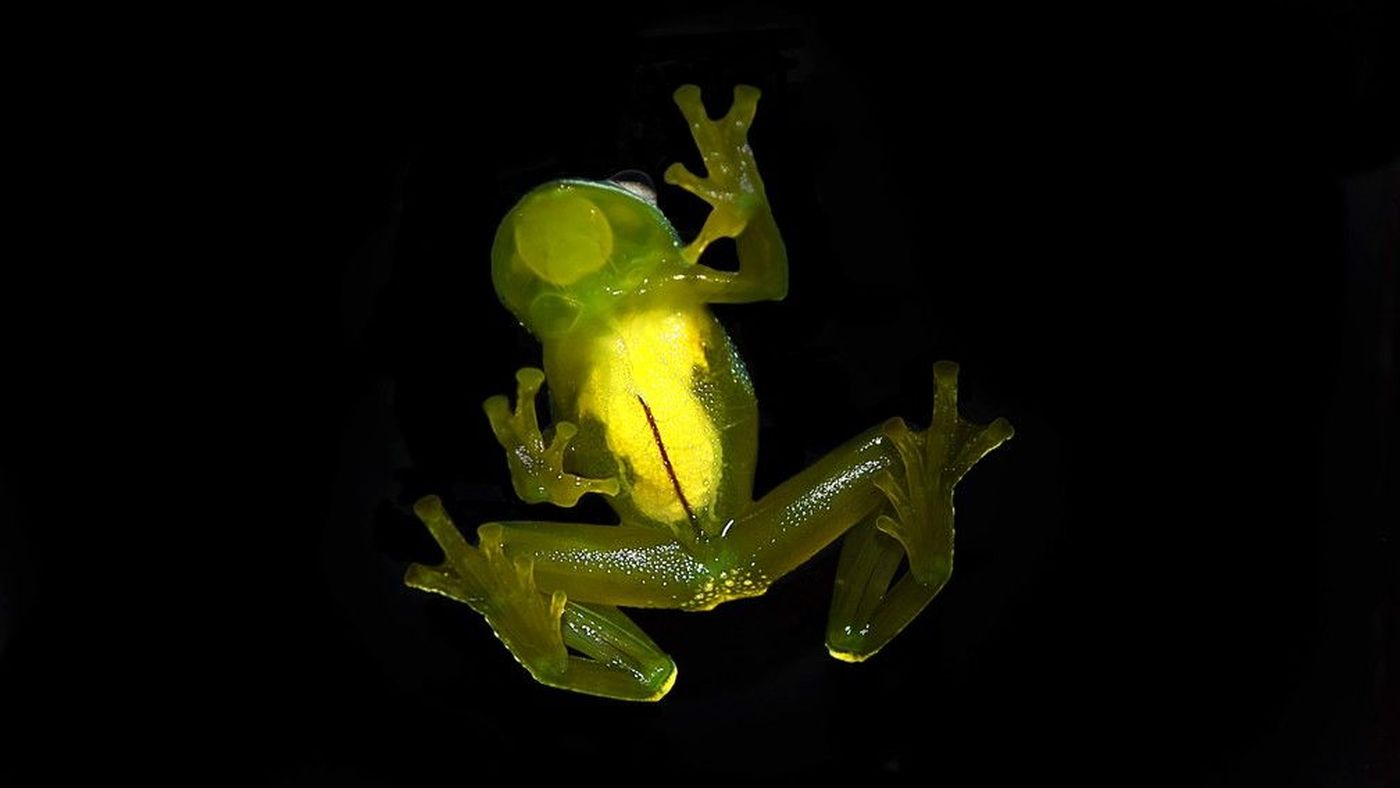 Perereca-de-vidro Cochranella resplendens vista por baixo, com o ventre translúcido, uma das espécies entre os animais do Amapá